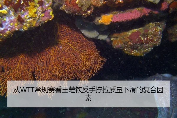 从WTT常规赛看王楚钦反手拧拉质量下滑的复合因素